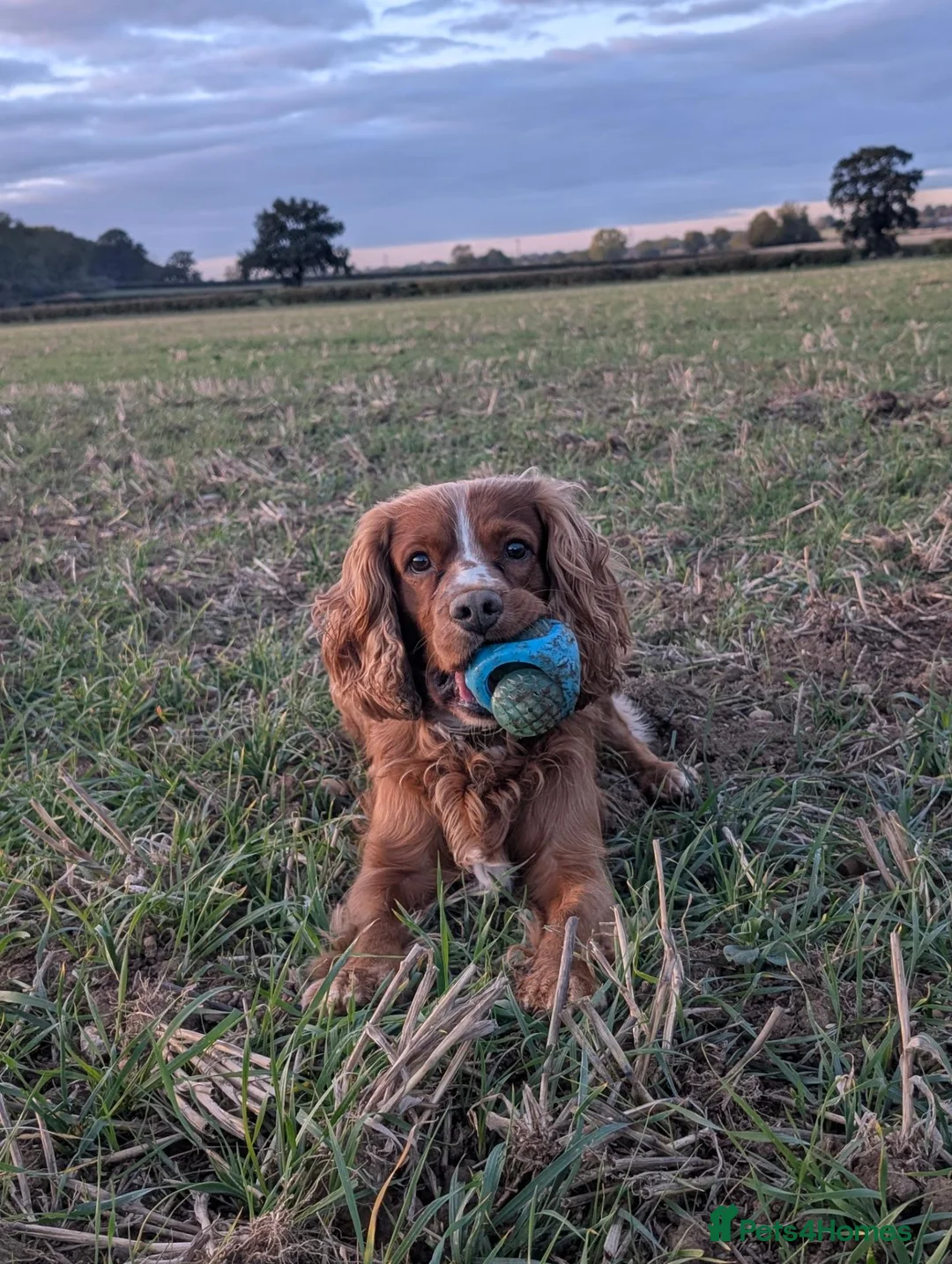 Cocker Spaniel dogs for stud: Cocker spaniel for stud duties  - Advert 2