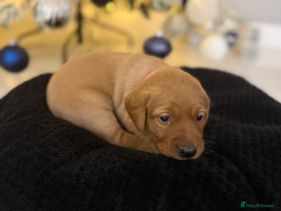 Labrador Retriever dogs for sale: Beautiful fox red puppies  - Advert 22