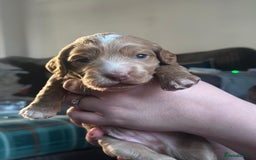 Cocker Spaniel dogs for sale: Cocker spaniel puppies  - Advert 7