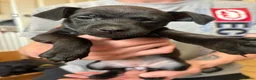 Patterdale Terrier dogs for sale: Patterdale Puppies in Colne - Advert 13