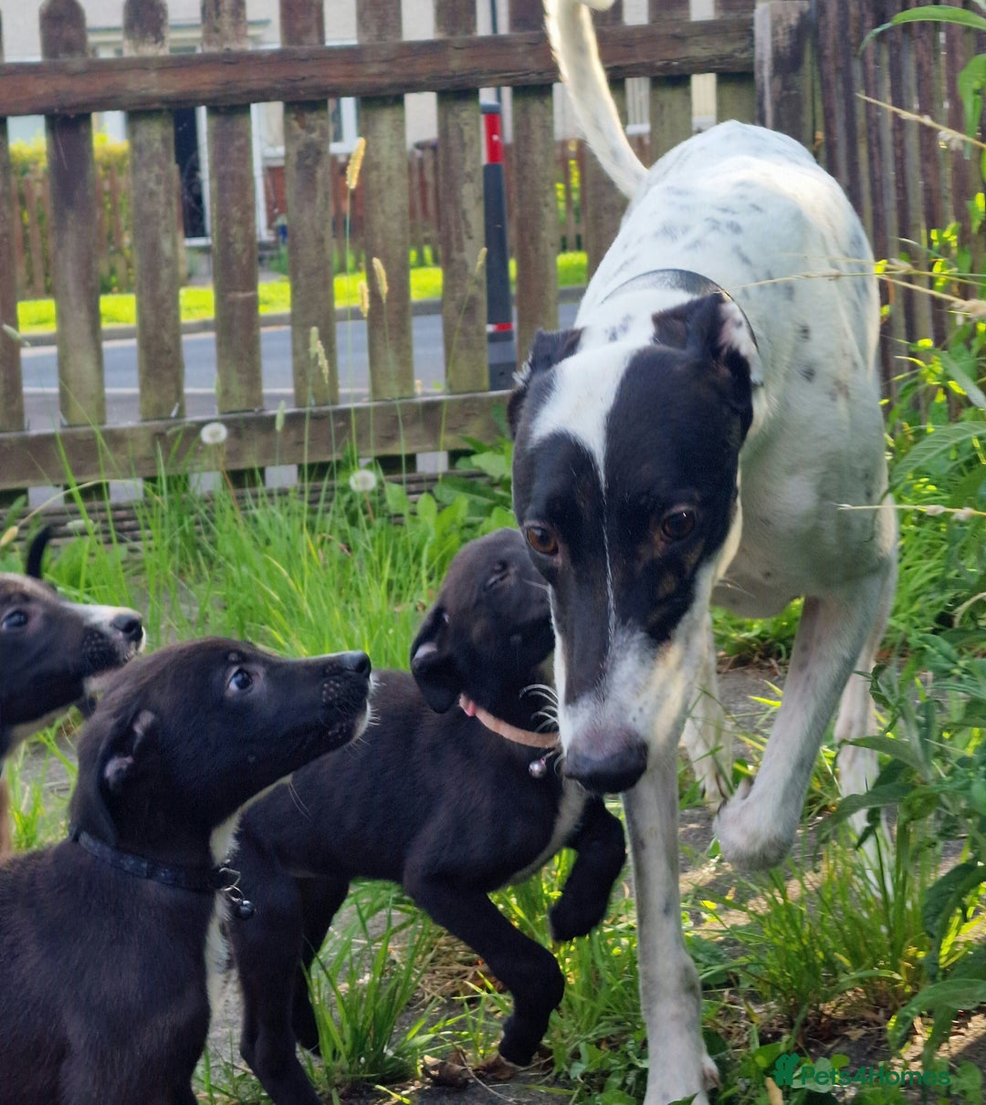 Lurcher dogs for sale: 3 beautiful lurcher girls ready now!!! - Image 9