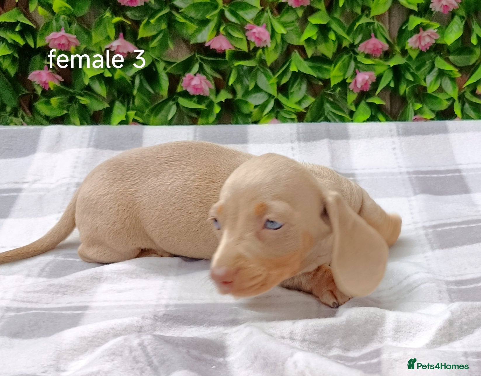 Miniature Dachshund dogs RAINBOW MINIS KC REG PRA CLEAR  - Advert 2