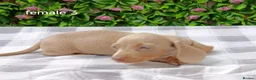 Miniature Dachshund dogs for sale: RAINBOW MINIS KC REG PRA CLEAR  - Advert 15
