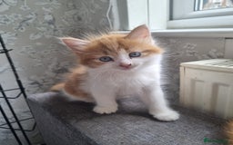 RagaMuffin cats for sale: Adorable Ragamuffin X kittens  - Image 6