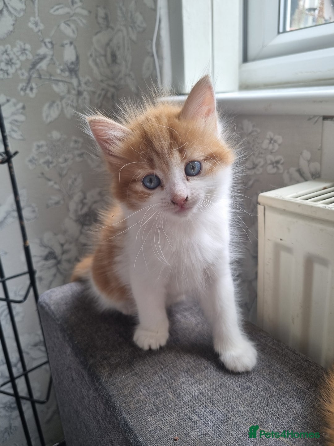 RagaMuffin cats for sale: Adorable Ragamuffin X kittens  - Image 6