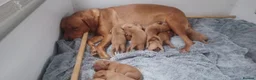 Labrador Retriever dogs for sale: Red Labrador  - Advert 5