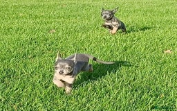 Mixed Breed dogs for sale: Stu 3/4 Chihuahua x Italian greyhound puppies - Advert 7