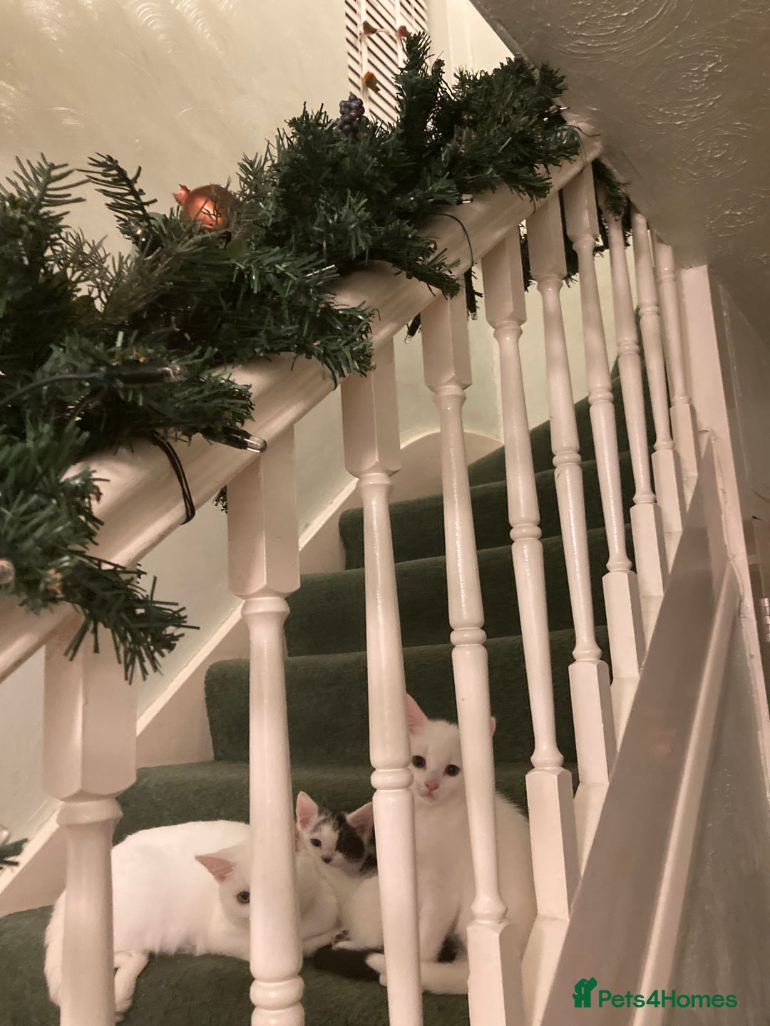 Turkish Van cats for sale: Gorgeous Turkish Van kitten - Advert 7