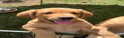 Labrador Retriever dogs for sale: Pedigree Labrador Puppies LAST TWO - Advert 5