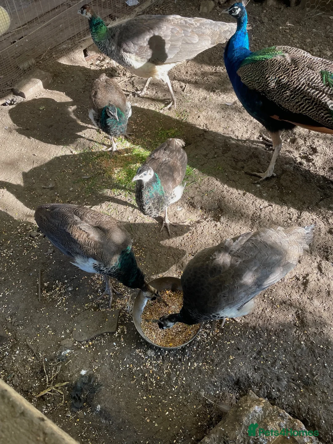 Mixed Breed birds for sale: peafowl - Advert 2
