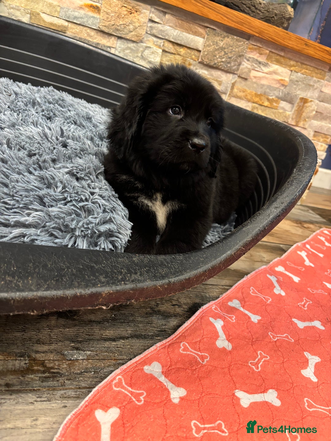 Newfoundland dogs for sale: Newfoundland puppies - Image 21