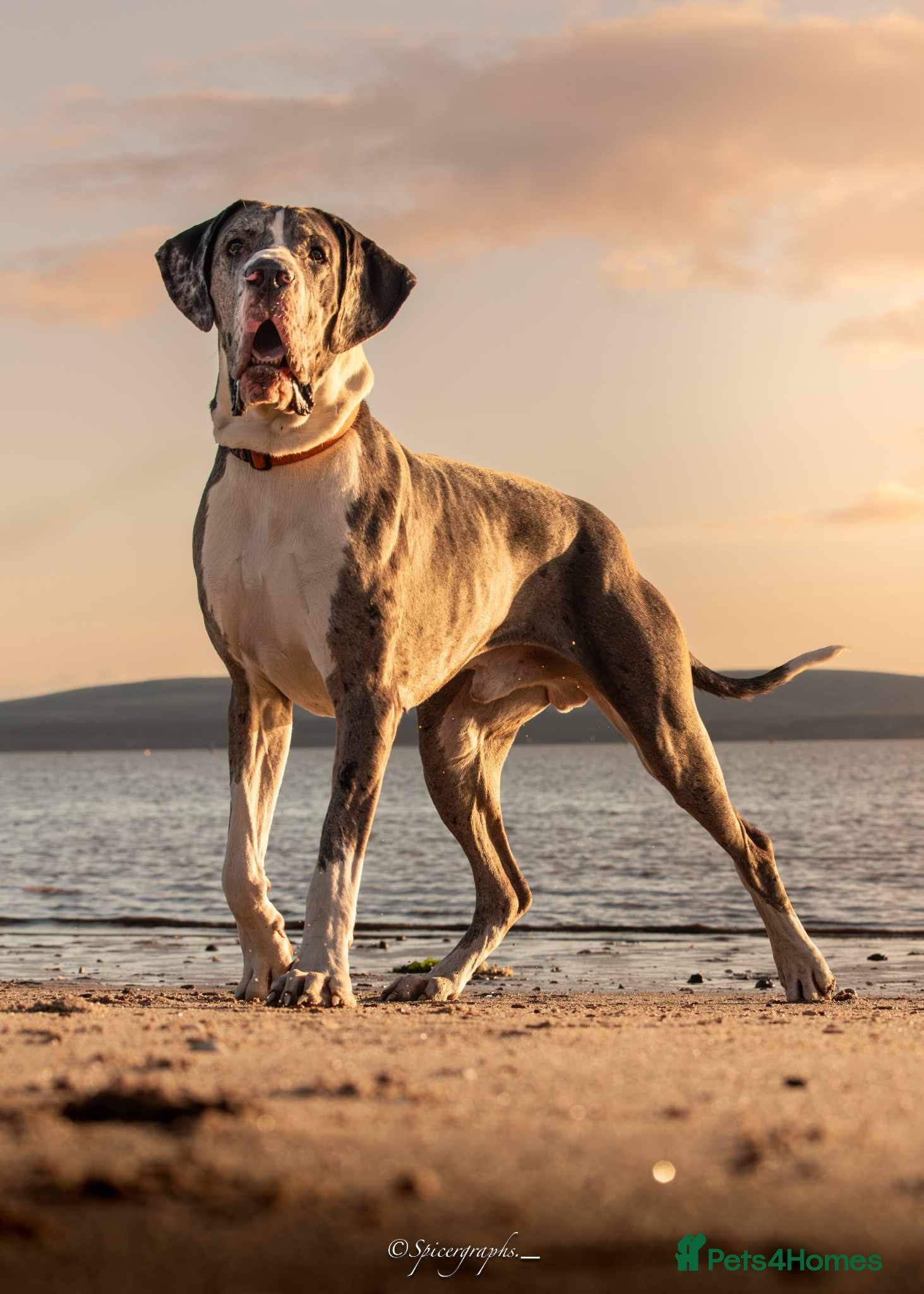 Great Dane dogs Great Dane merle stud dog  - Advert 1