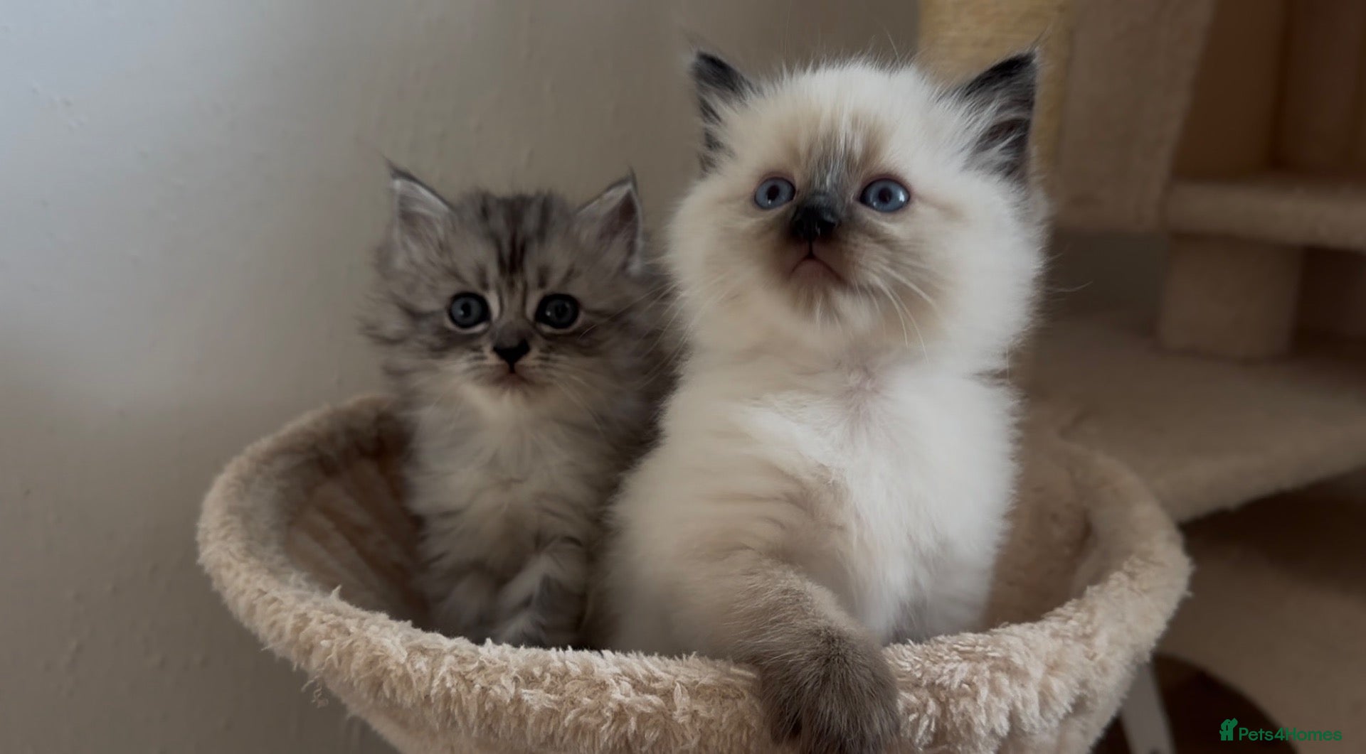 Persian cats Persian-Ragdoll Kittens - Affectionate and Fluffy - Advert 5