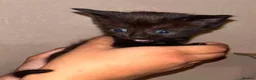 Mixed Breed cats for sale: Stunning ragdoll mix kittens  - Advert 10