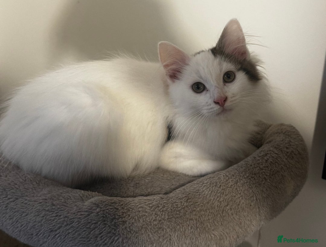 Ragdoll cats for sale: Beautiful Ragdoll Kitten - Advert 3
