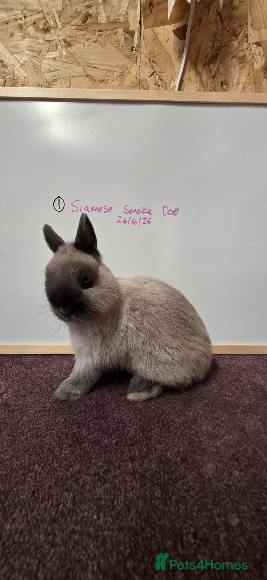 Netherland Dwarf rabbits Netherland dwarfs ready for new homes - Advert 1