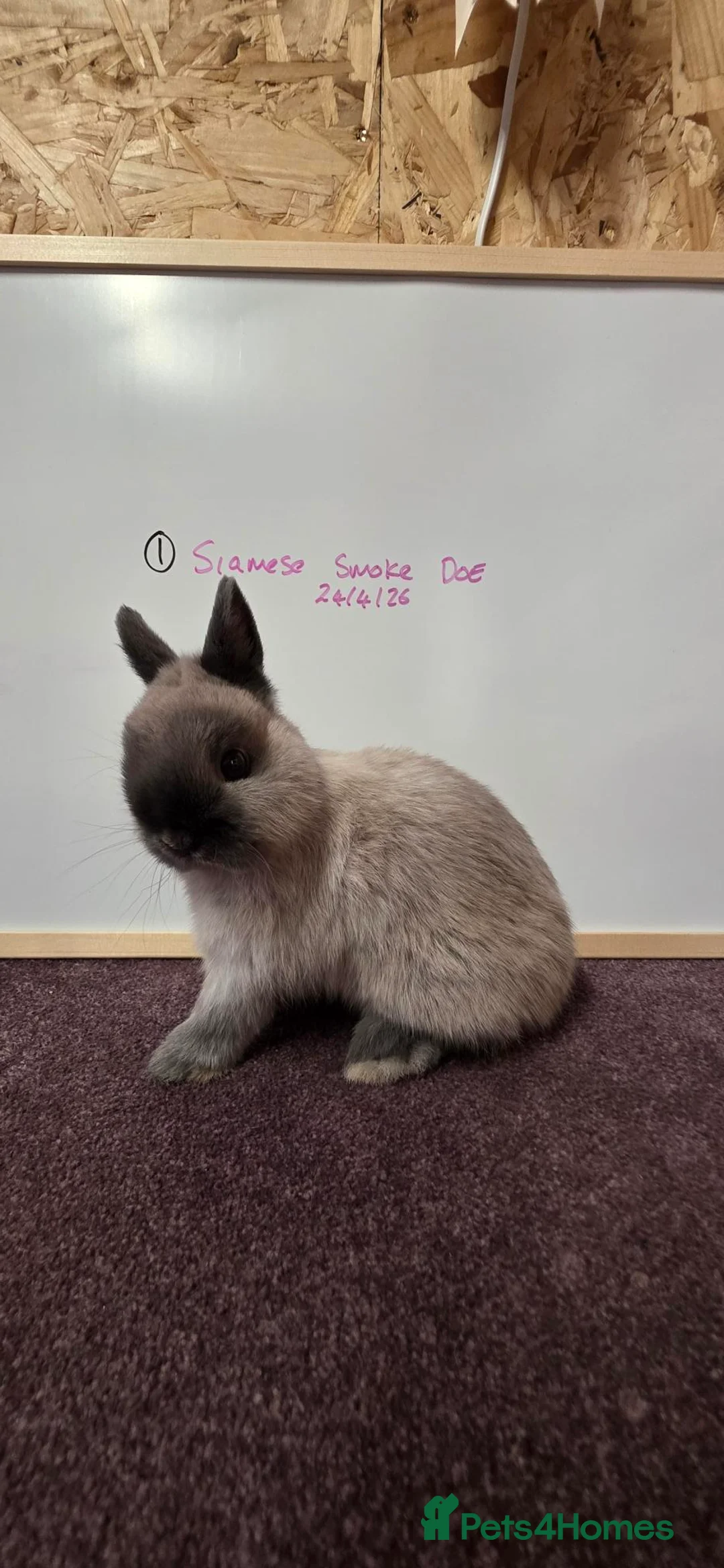 Netherland Dwarf rabbits for sale: Netherland dwarfs ready for new homes - Advert 1
