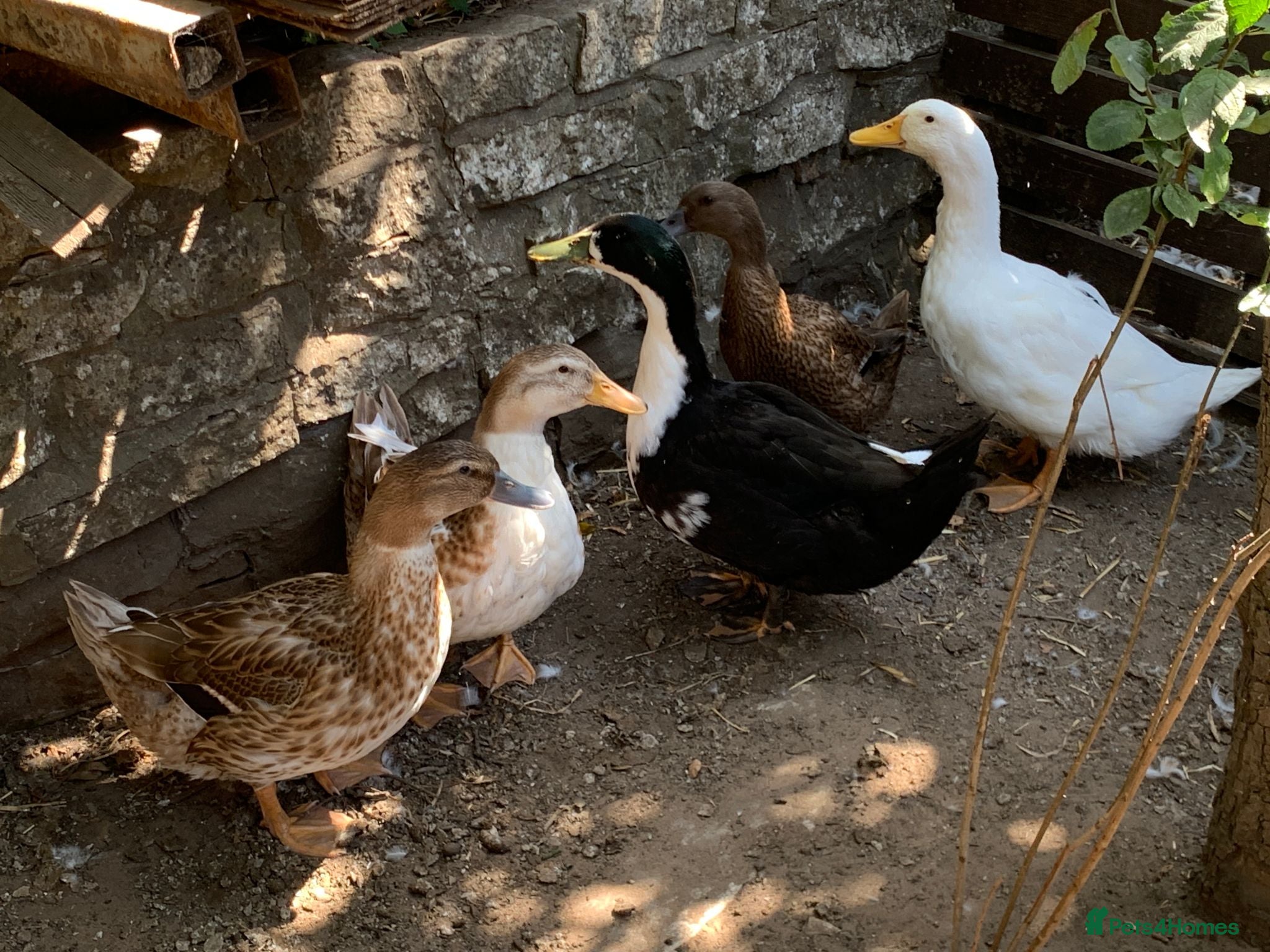 Ducks poultry for sale: Ducks for sale - £15 each - Advert 2