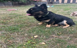 French Bulldog dogs for sale: Fluffy frenchie koba  - Image 6