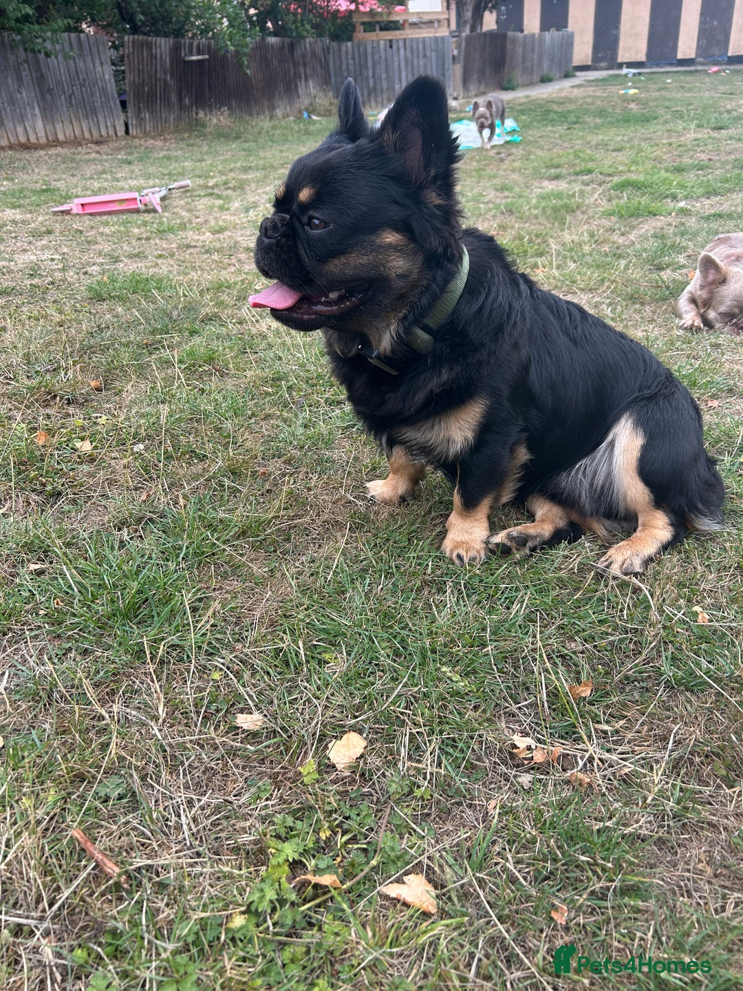 French Bulldog dogs for sale: Fluffy frenchie koba  - Image 6