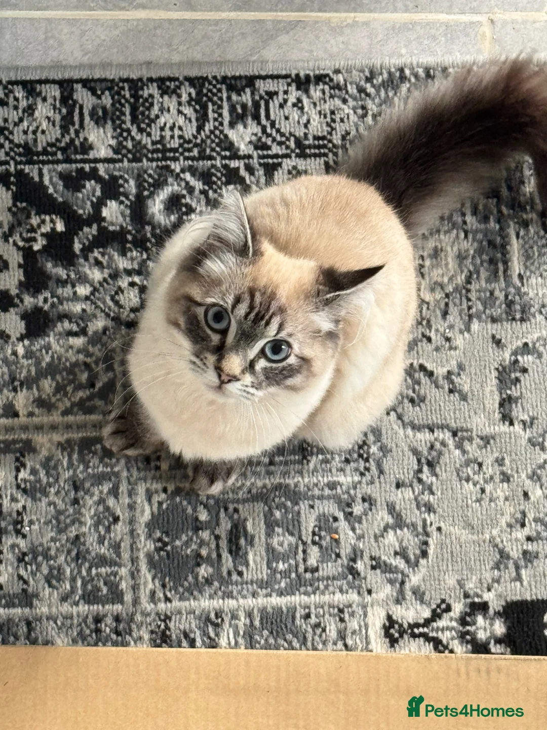 Ragdoll cats for sale: Ragdoll max - Advert 1