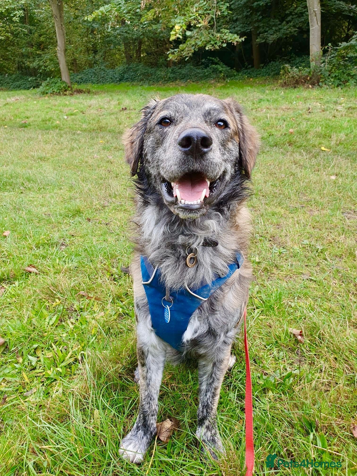 Mixed Breed dogs Albie - Advert 1