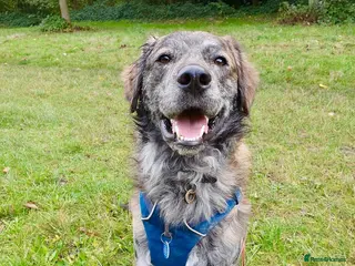 Mixed Breed dogs Albie - Advert 1