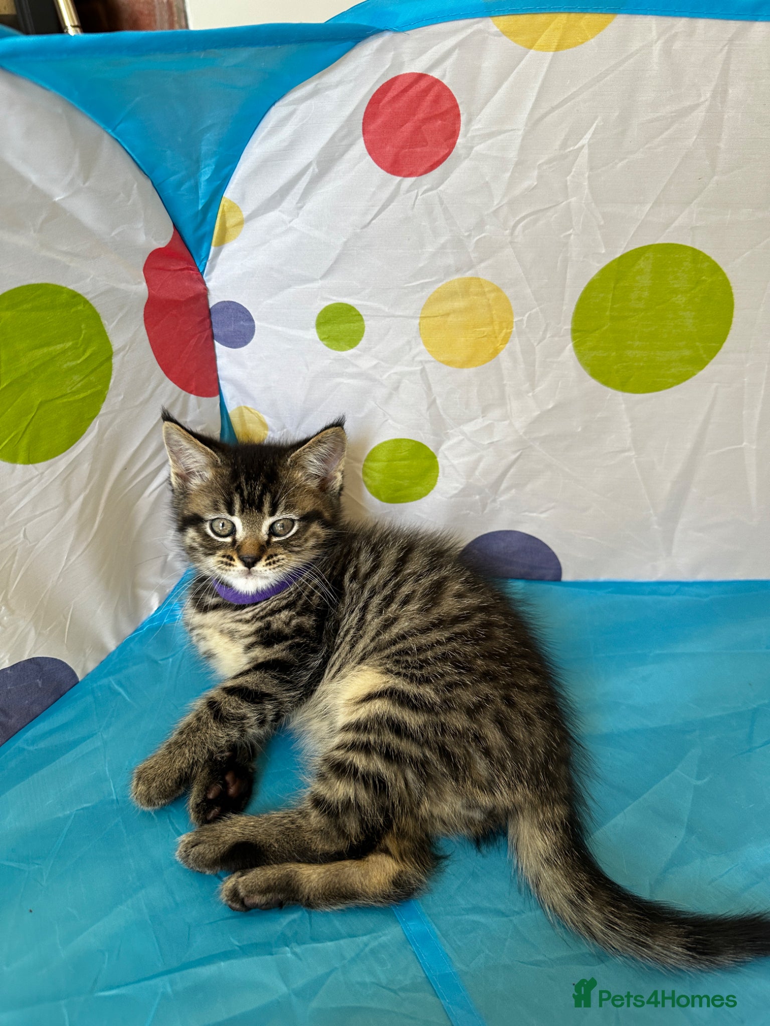 Mixed Breed cats for sale: Maine Coon x British Short Hair Kittens in Cambridge - Advert 11
