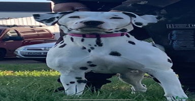 Dalmatian dogs - Advert 15