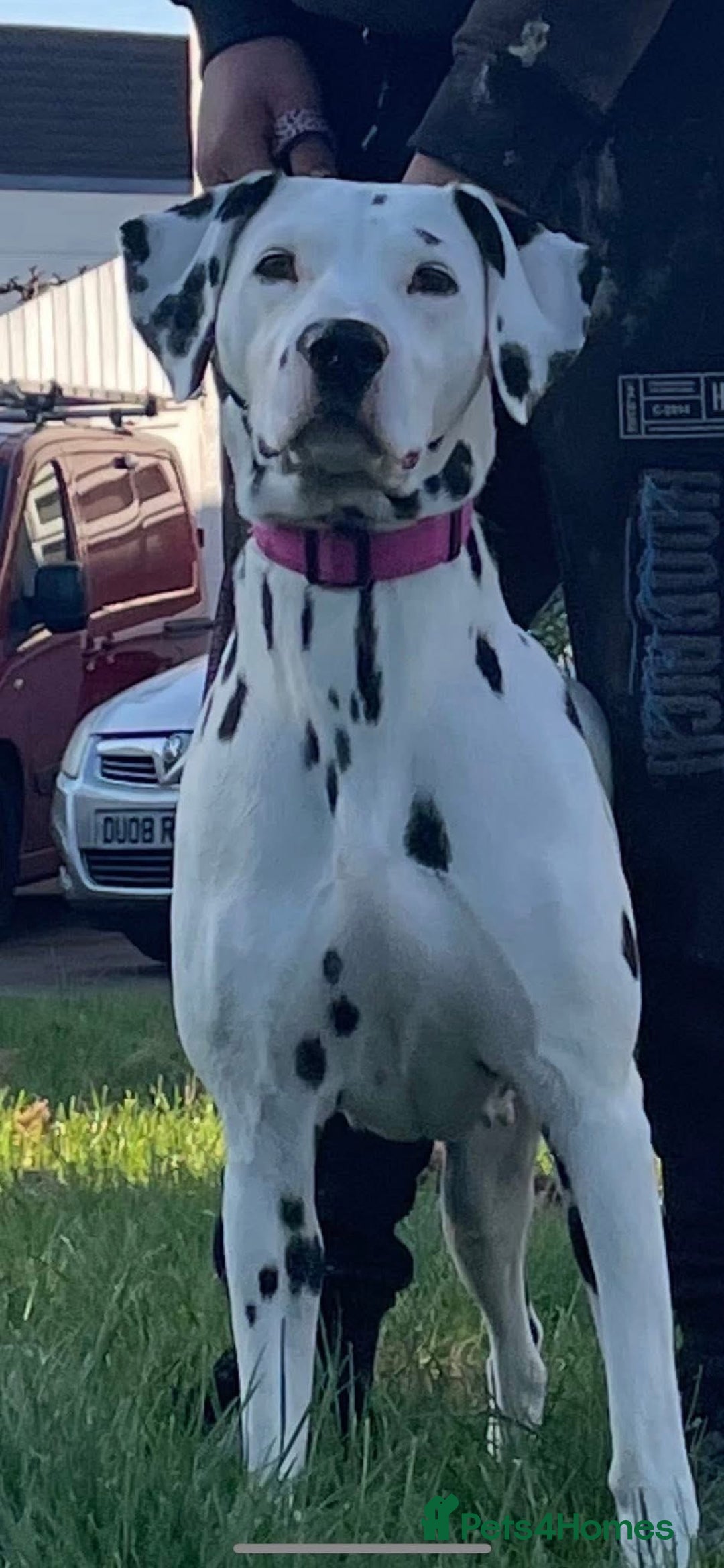 Dalmatian dogs for sale: Dalmatian puppies  - Image 2