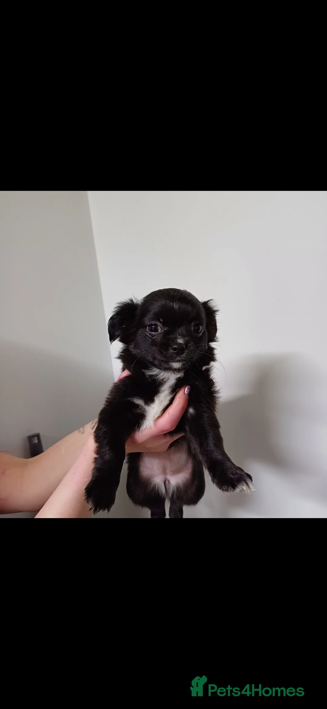 Chihuahua dogs for sale:  **  chihuahua puppies  - Advert 2