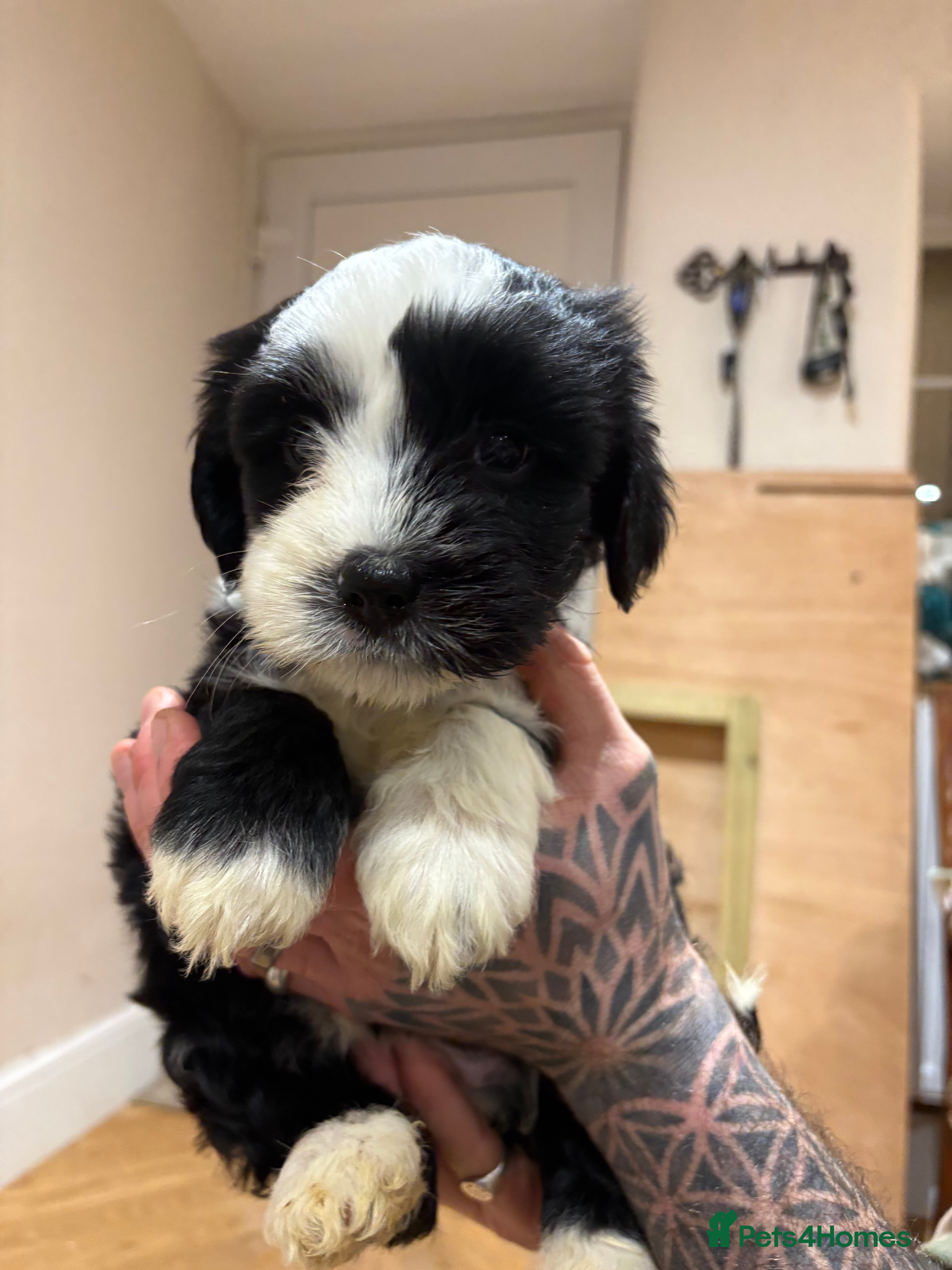 Tibetan Terrier dogs KC fully health tested exceptionally bred Tibetan  - Advert 1