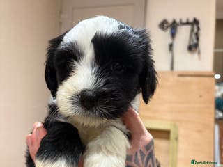 Tibetan Terrier dogs KC fully health tested exceptionally bred Tibetan - Advert 8