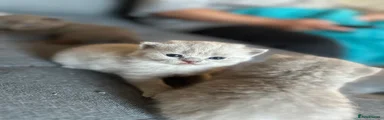 British Shorthair Kitten 4
