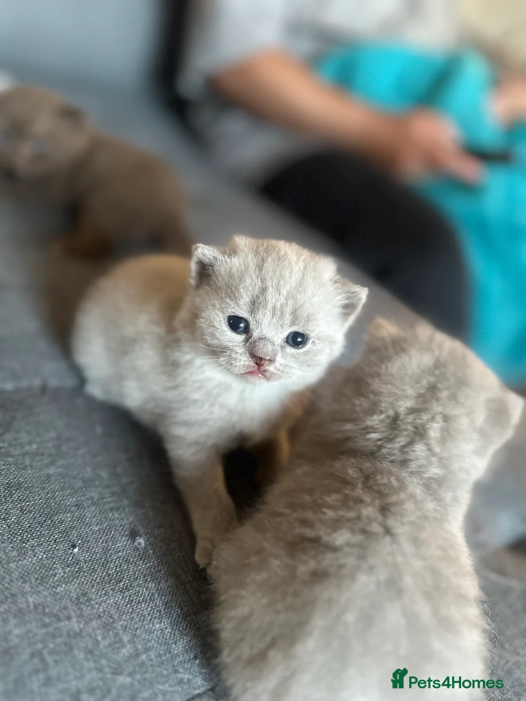 British Shorthair cats for sale: Lilacs and chocolates British shorthair kittens  - Advert 2
