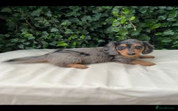 Miniature Dachshund dogs for sale: Kc registered cream proven stud dog  - Image 9