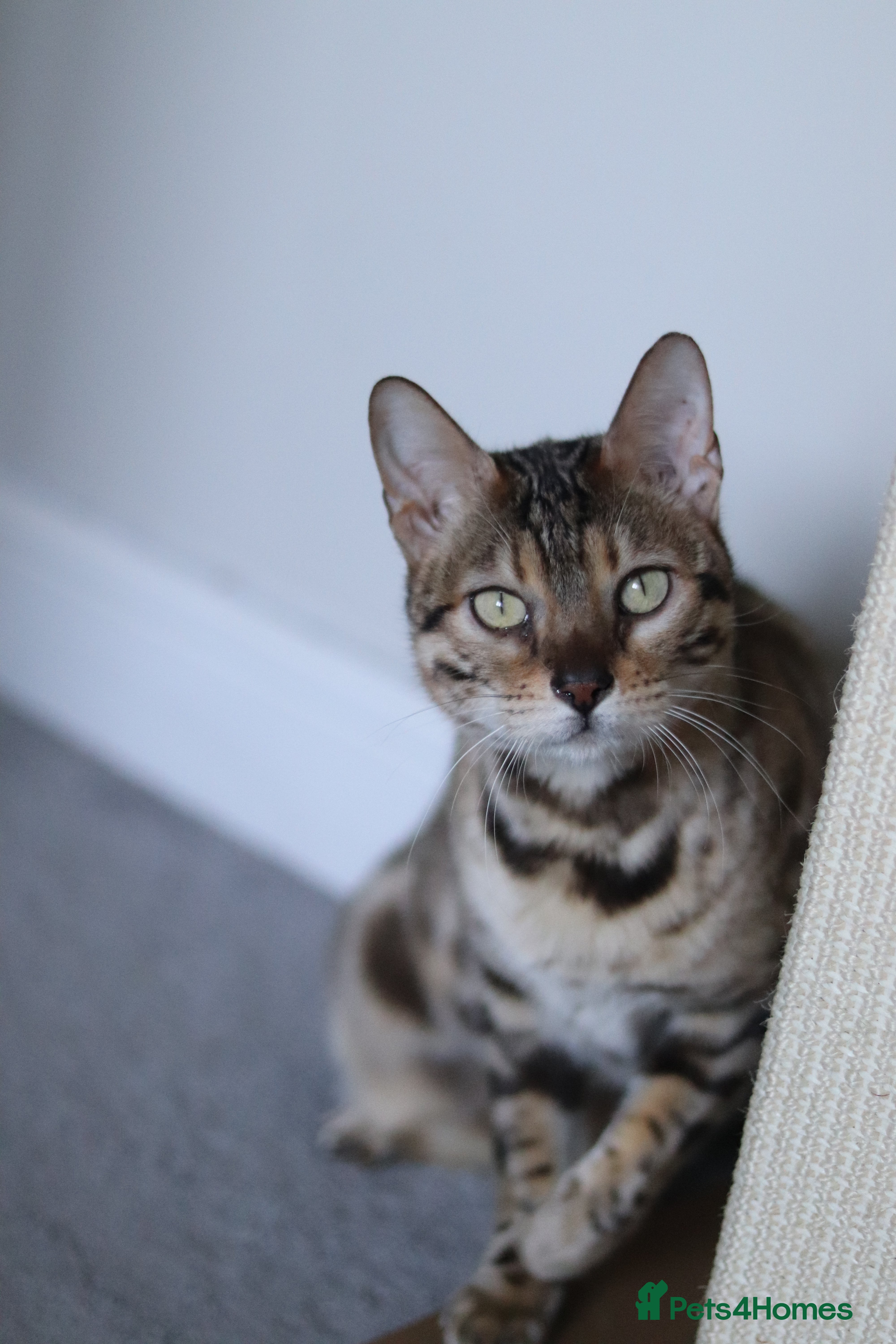 Bengal cats Imported Seal Sepia Bengal Queen–Proven Active - Advert 6