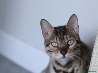 Bengal cats 🔥TICA,GCCF ACTIVE IMPORTED ELITE BREEDING QUEEN🔥 - Advert 7