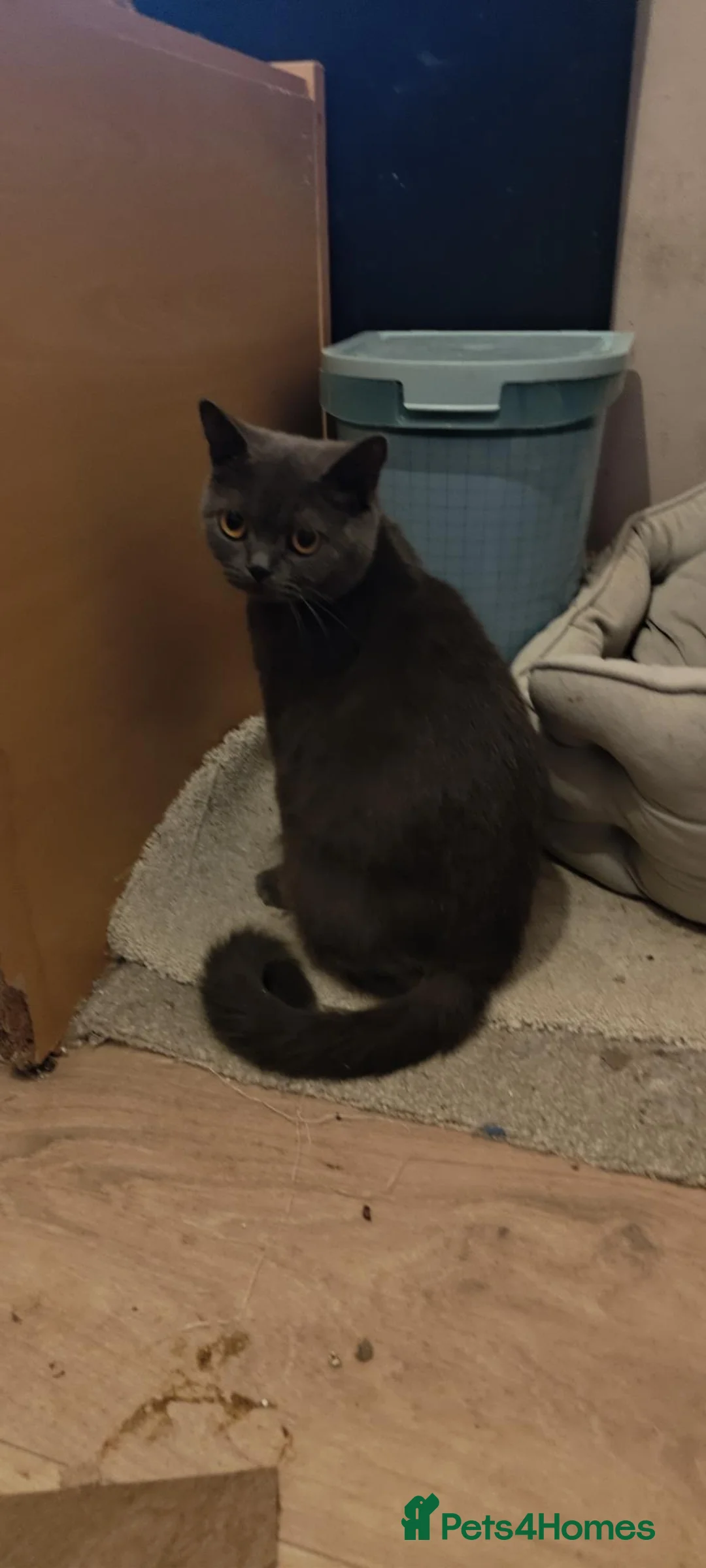 British Shorthair cats for sale: Pure British Shorthair Kitten - Advert 1