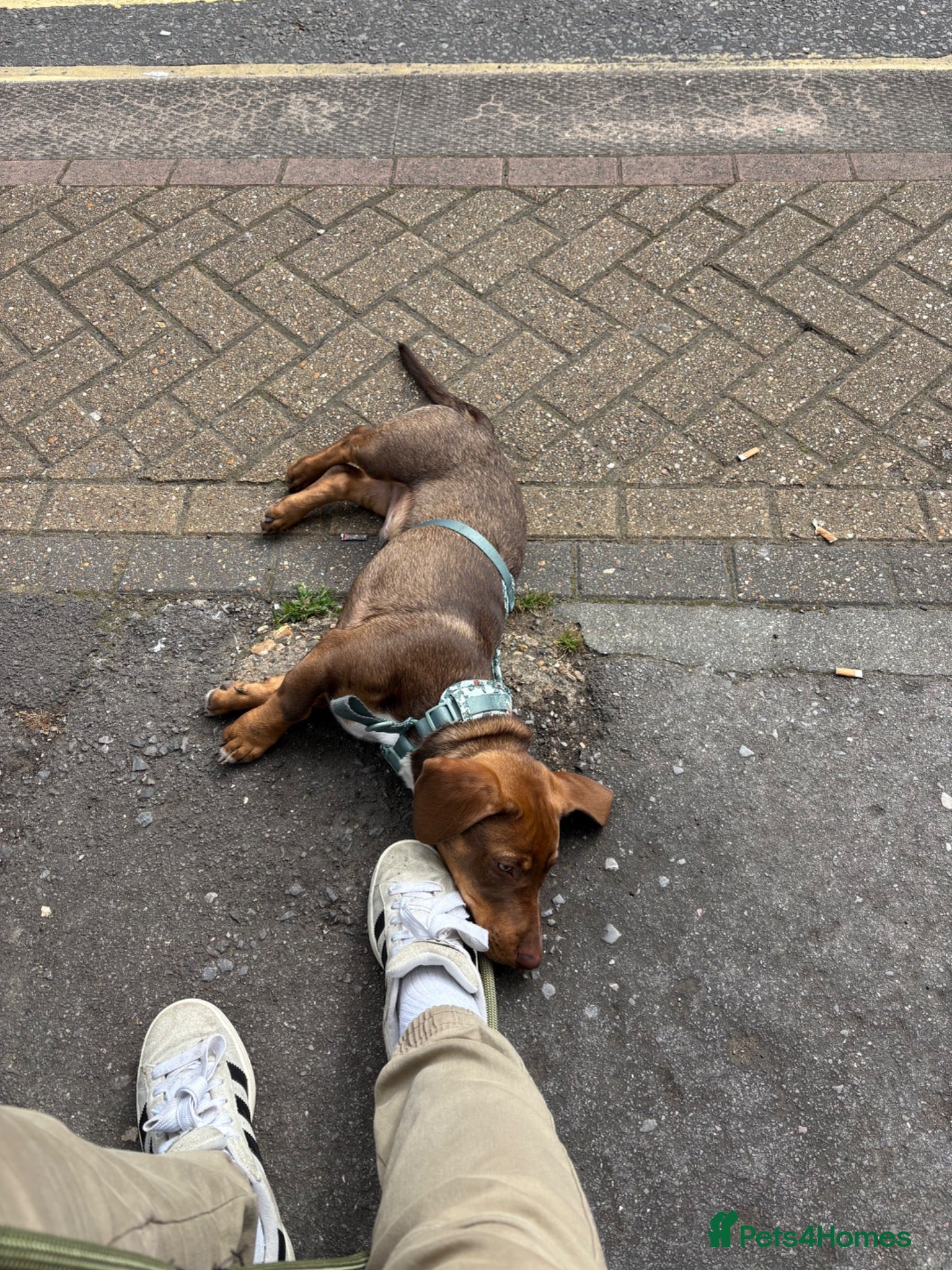 Mixed Breed dogs Cody needs a new home - Advert 1
