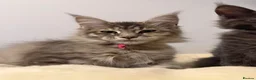 Maine Coon cats for sale: TICA Registered Maine Coon Kittens - Advert 29