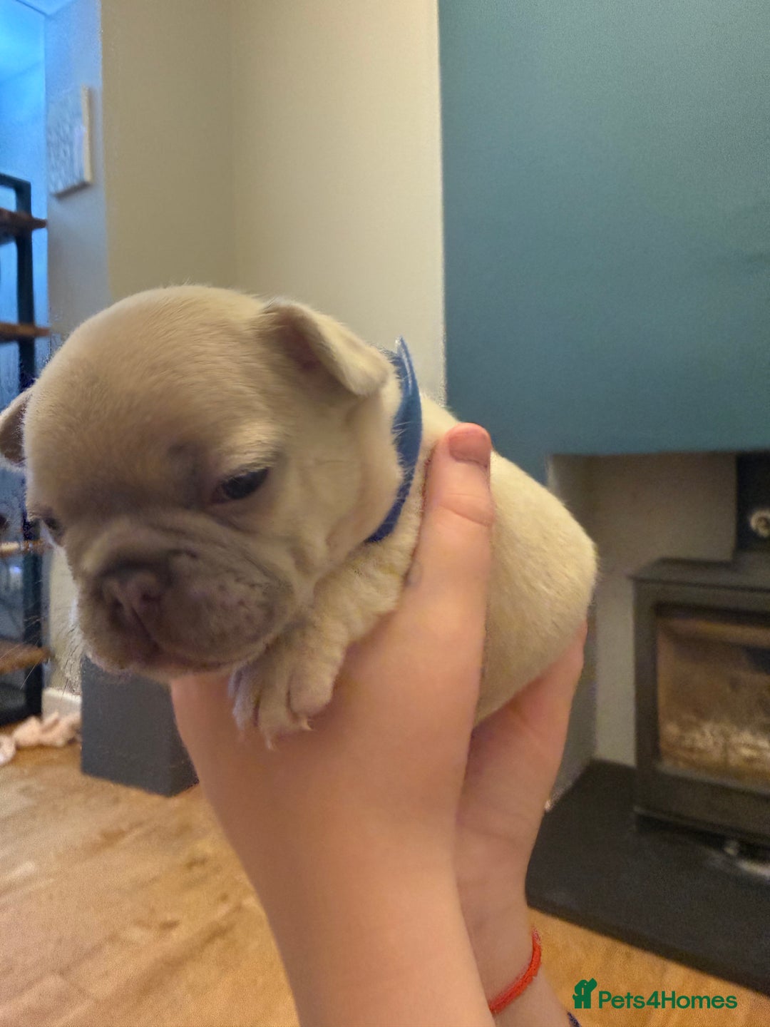 French Bulldog dogs for sale: Beautiful Pups – Looking for Their Forever Homes - Advert 15