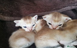 Singapura cats for sale: Stunning Singapura kittens  - Image 16