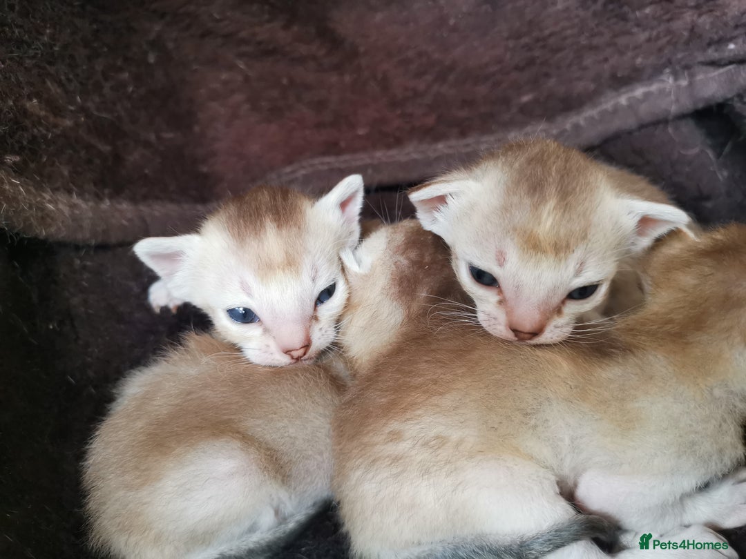Singapura cats for sale: Stunning Singapura kittens  - Image 16
