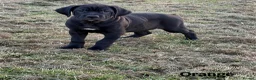 Cane Corso dogs for sale: Gorgeous Cane Corso Puppies  in Bishop's Stortford - Advert 7