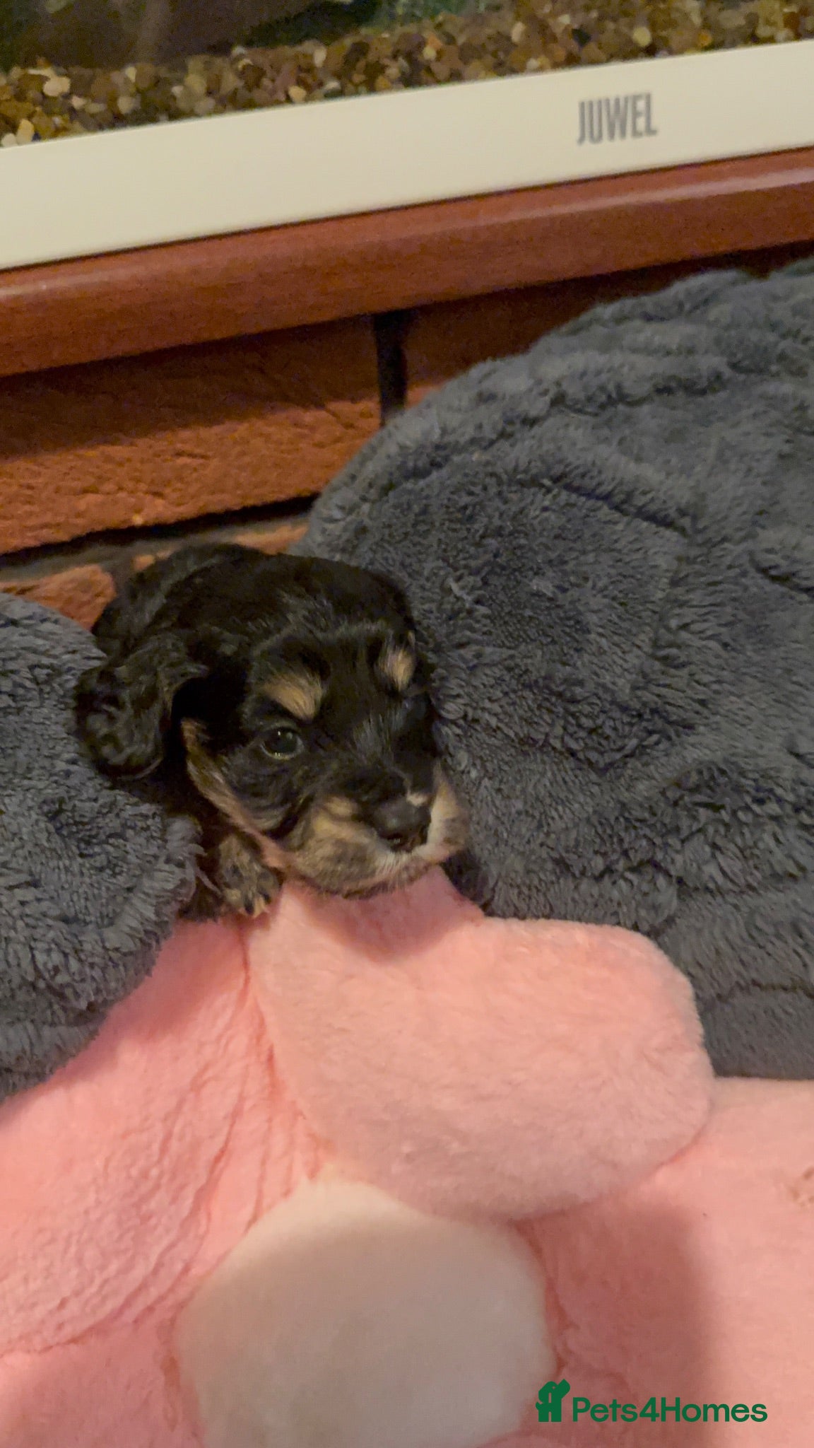 Cockapoo dogs Beautiful cute cockapoo’s F2  - Advert 2