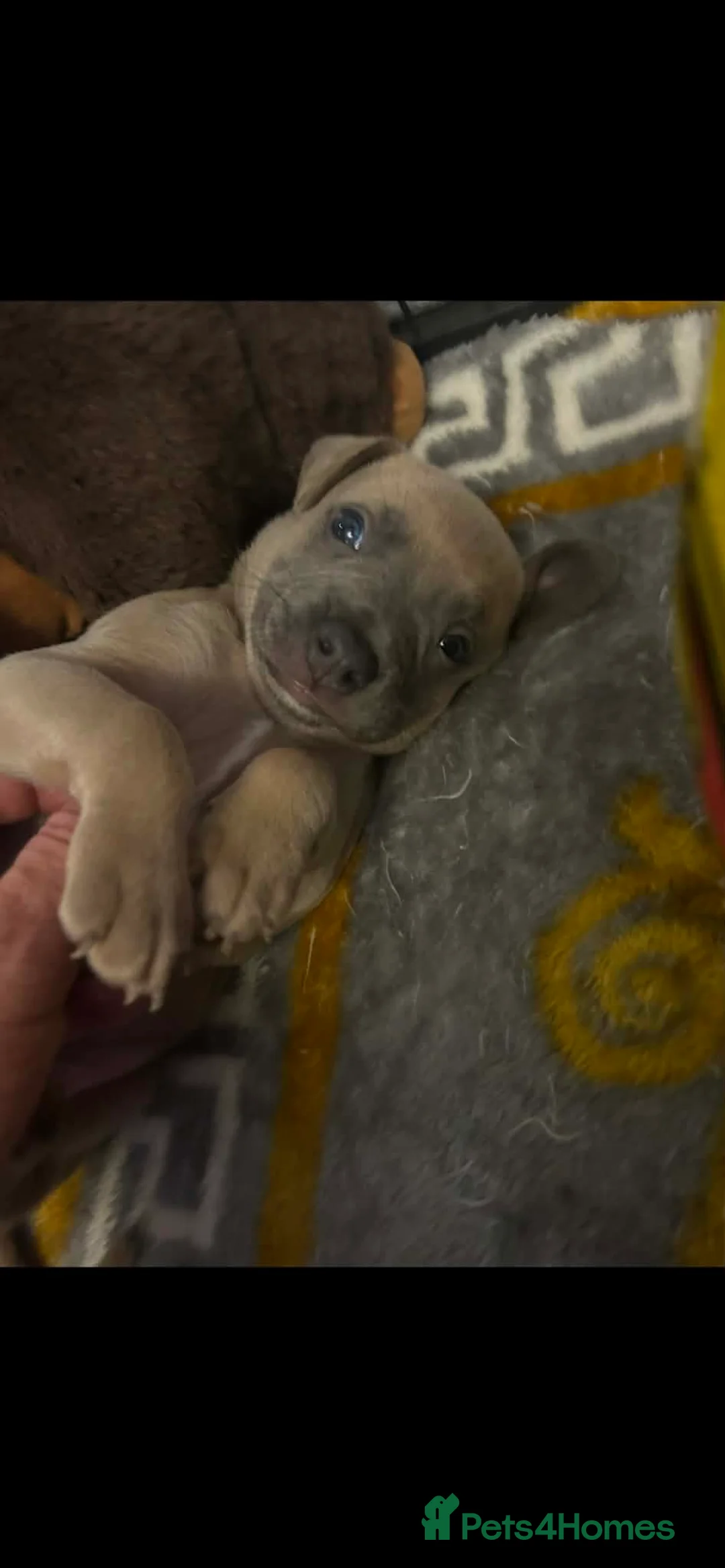 Mixed Breed dogs for sale: 3 Beautiful frenchbulldogxwhippets - Advert 2