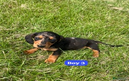 Dachshund dogs for sale: Dachshund Puppies  - Image 7