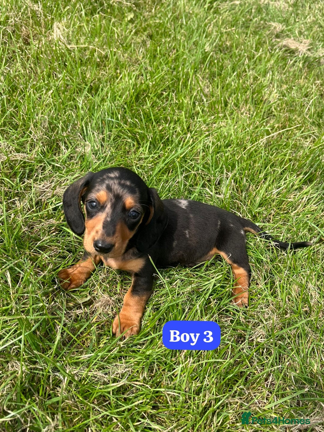 Dachshund dogs for sale: Dachshund Puppies  - Image 7