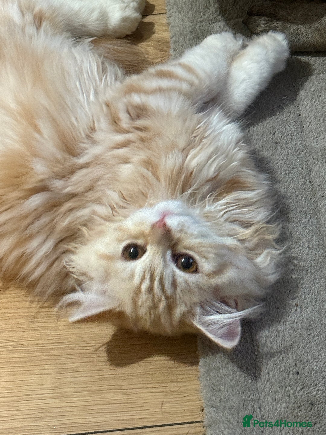 Scottish Fold cats for sale: Scottish Fold Kitten  - Image 6